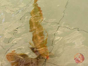 Chuyến săn Huyết Long ở Indo - Trại cá rồng PT Wajok - Part1